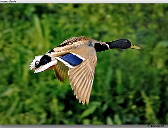 Animali 065